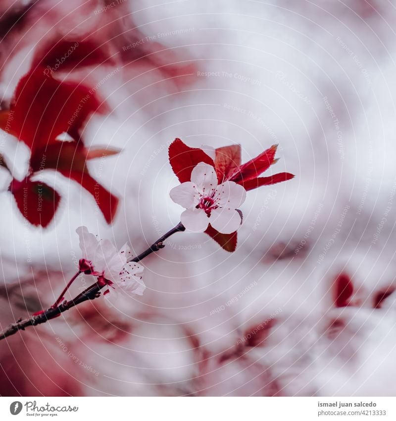 schöne Kirschblüte im Frühling Kirschblüten Sakura-Blüte Kirschbaum Kirsche Sakurabaum Blume rosa Blütenblätter geblümt Flora Natur natürlich dekorativ