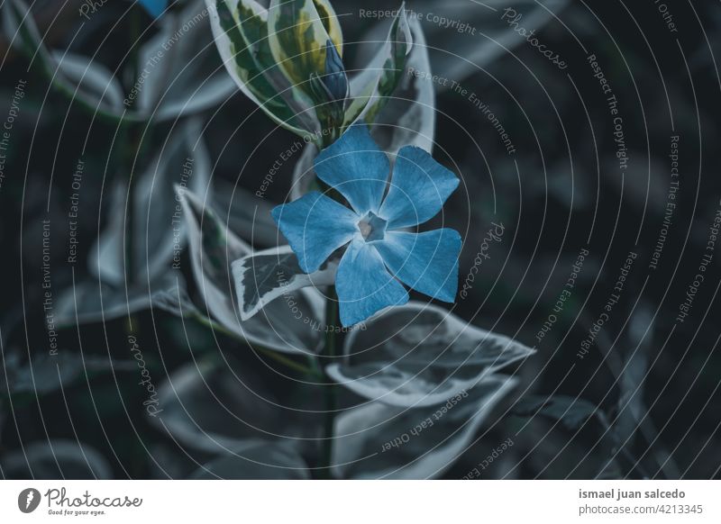 schöne blaue Blume im Garten im Frühling Blütenblätter Pflanze geblümt Flora Natur natürlich dekorativ Dekoration & Verzierung romantisch Schönheit