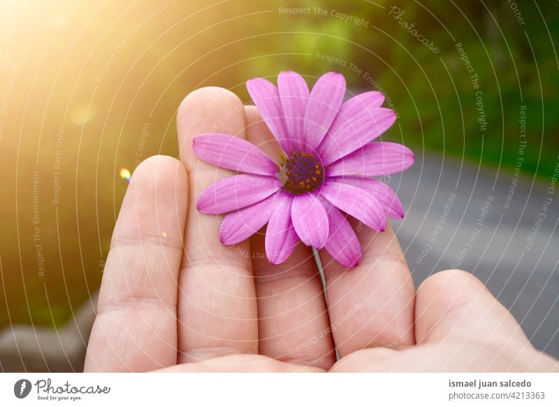 Hand mit einer schönen rosa Blume Gänseblümchen Finger Körperteil Blütenblätter Pflanze Garten geblümt Natur dekorativ Frische im Freien romantisch Mode
