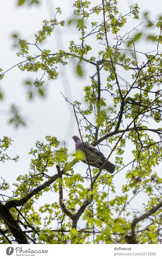 Blick von unten hinauf zu Taube die hoch oben im Baum sitzt Baumkrone Himmel Ast Zweig Blatt grün Baumstamm Natur Pflanze Laubbaum Lebensraum in Sicherheit