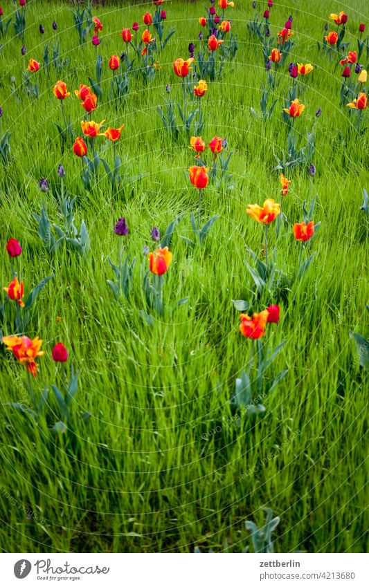 Tulpen im Frühling erholung erwachen ferien frühjahr frühling frühlingserwachen garten kleingarten kleingartenkolonie knospe menschenleer natur pflanze ruhe
