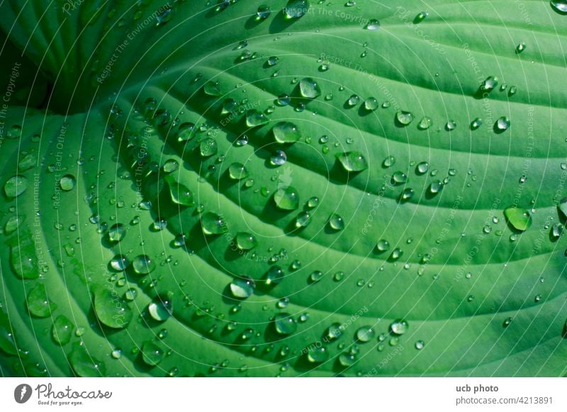 Grünes Blatt mit Wassertropfen, Lotuseffekt, Morgentau Regentropfen fresh spa Frische Morgenfrische Lebenselixier