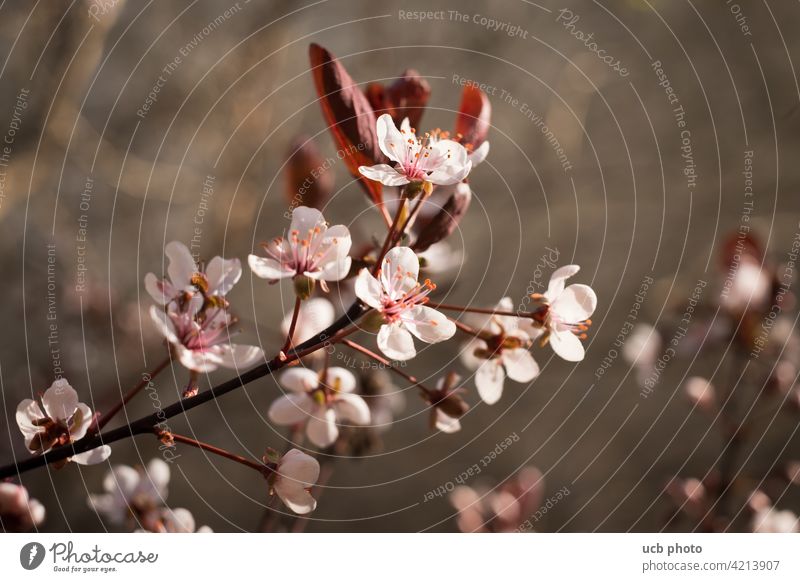 Kirschblüte Frühling Baumblüte Kirsche Zart filifgran Spa Schönheit sanft Creme Wärme Frühlingserwachen rosé zartrosa