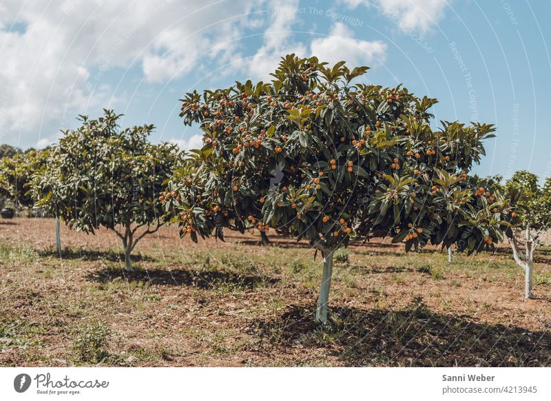 Orangenbaum in Artá Mallorca Farbfoto Außenaufnahme Baum Natur Frucht Gesundheit Vitamin C Lebensmittel Ernährung orange Bioprodukte Gesunde Ernährung