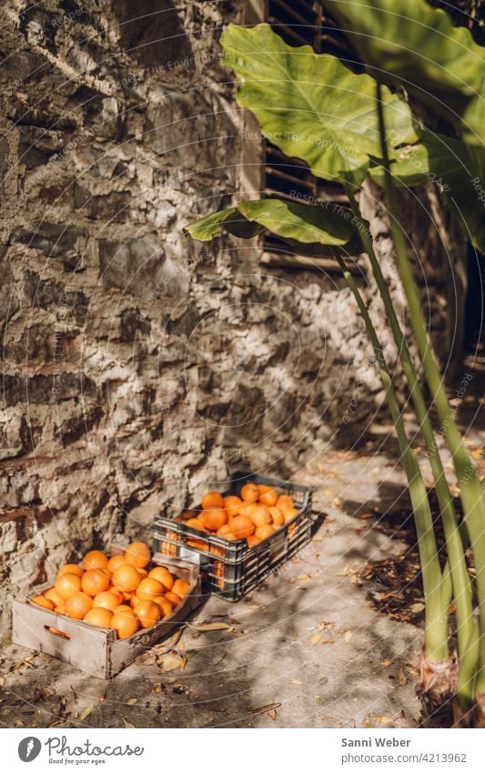 Orangen Lebensmittel Frucht Gesundheit frisch süß Vitamin Ernährung lecker Bioprodukte Vegetarische Ernährung Gesunde Ernährung Farbfoto natürlich vitaminreich