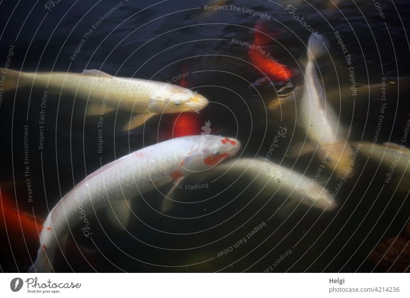 mehrere hungrige Kois schwimmen in einem Gartenteich Fisch Tier Teich Wasser Farbfoto Karpfen Außenaufnahme Menschenleer Vogelperspektive Tierporträt mehrfarbig