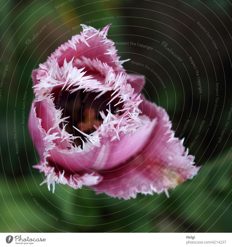 rosa-weiße Fransentulpe aus der Vogelperspektive Tulpe Blume Blüte Frühlingsblume gefranste Tulpe Blütenblatt Crispa-Tulpe Frühjahrsblüher Garten blühen