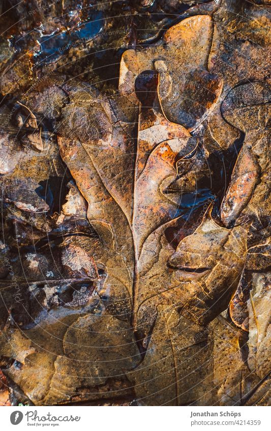 braune Eichenblätter auf dem Boden gefroren Nahaufnahme Menschenleer Tag Außenaufnahme Hintergrundbild Farbfoto Strukturen & Formen Herbstfärbung Herbstwald