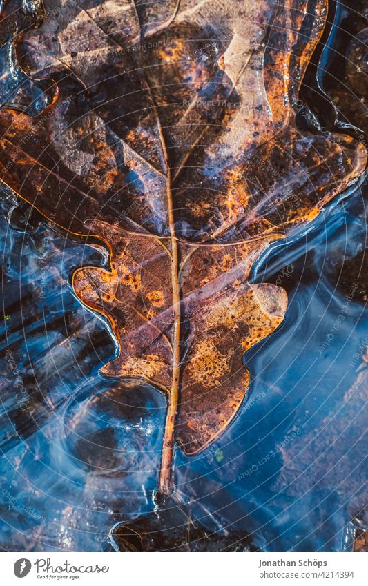 braunes Eichenblatt auf dem Boden im Eis gefroren Nahaufnahme Menschenleer Tag Außenaufnahme Hintergrundbild Farbfoto Strukturen & Formen Herbstfärbung