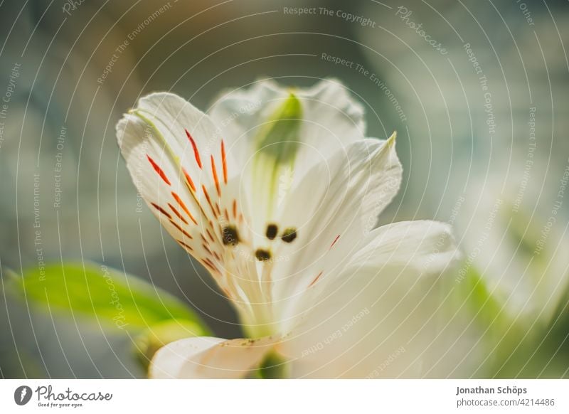 weiße Blume Makroaufnahme bei Sonnenschein weiße blüten Blühend Nahaufnahme schön analog retro vintage film Farbfoto Pflanze Blüte natürlich Natur Duft
