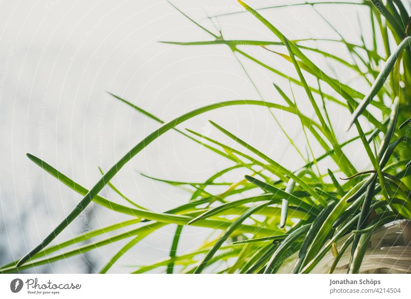 Schnittlauch Makro am Fenster im Kräutertopf schnittlauchhalme grün Kräuter & Gewürze frisch Pflanze Farbfoto Nahaufnahme Gesundheit Bioprodukte Ernährung
