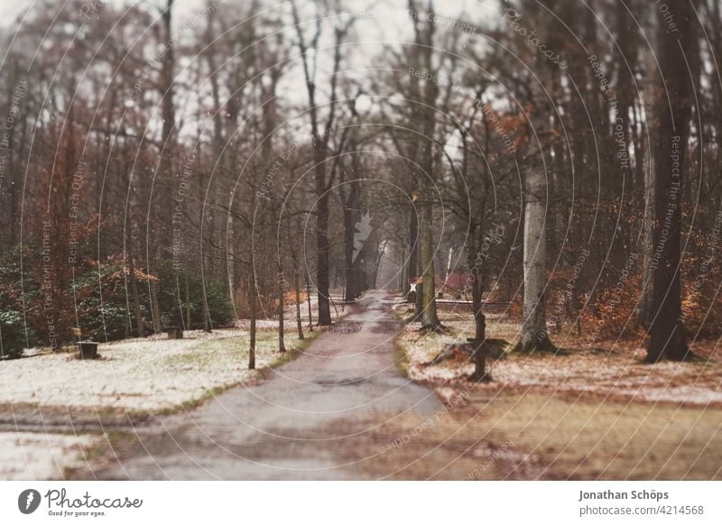 Küchwaldpark im Winter kahl und kalt in Chemnitz Menschenleer Tag Nahaufnahme Außenaufnahme Farbfoto Herbstfärbung Herbstwald Herbstlaub braun mehrfarbig