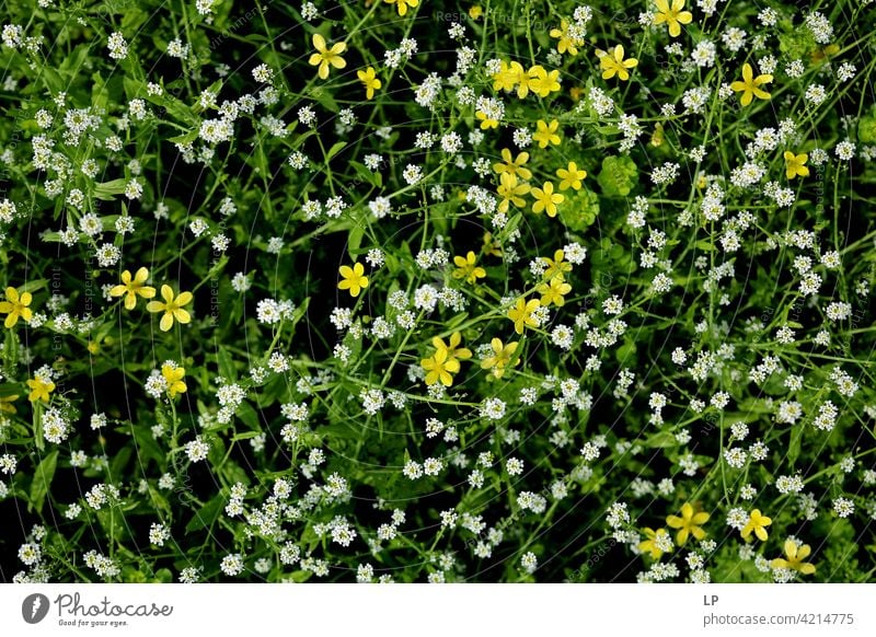 Hintergrund mit weißen und gelben Wildblumen Blumen Außenaufnahme grün Zerbrechlichkeit Gras Blühend Farbfoto Tag Hintergrund neutral romantisch Frühling frisch