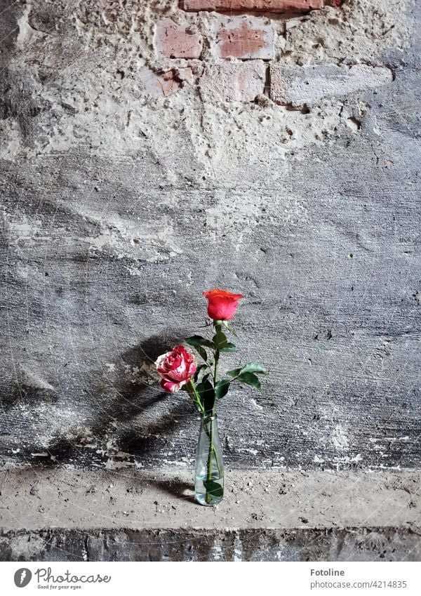 Zwei Rosen verschönern einen Lost Place lost places Verfall Vergangenheit Vergänglichkeit alt Wandel & Veränderung kaputt Zahn der Zeit verfallen Architektur