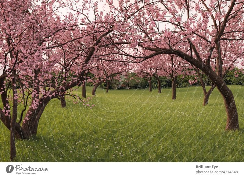 Japanische Kirschbaumallee auf der grünen Wiese ruhig Stille Blume Niederlassungen Frische Blumen Überstrahlung frisch April Blütezeit Japanische Kultur