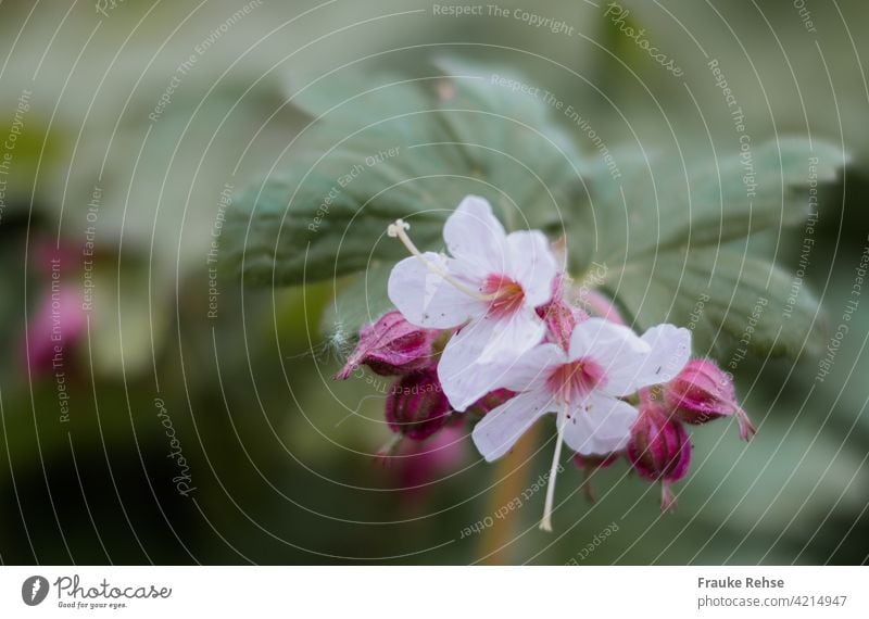 Felsen-Storchschnabel Blüten und Knospen rosa Frühling Blume grün Pflanze zwei Blüten blühend Garten Nahaufnahme