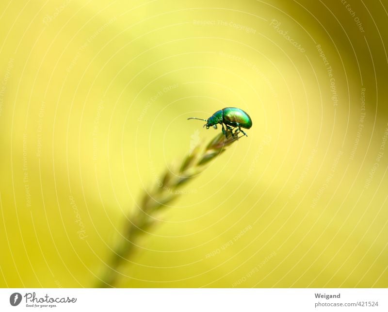 Nugget 1 Umwelt Natur Park Wiese Tier Käfer gehen genießen gold grün sommerlich Gleichgewicht Beginn Glück Farbfoto mehrfarbig Außenaufnahme Menschenleer
