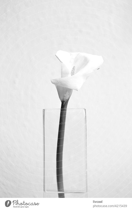 Calla-Lilie in Vase mit Wasser III Blume schwarz auf weiß Kristalle Natur Frühling Saison Schönheit Verlockung einfach romantisch nostalgisch Kunst Wand