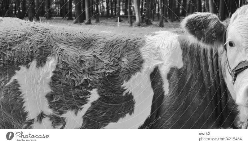 Kuhauge sei wachsam Fell Rücken Kopf Detailaufnahme Blick Blick in die Kamera argwöhnisch Muster Struktur Schwarzweißfoto Panorama (Bildformat) Auge Ohr