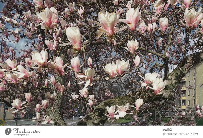 Geblüt Magnolienblüte Blühend Zierpflanze Ziergehölze Idylle weiß rosa reich positiv natürlich schön hoch elegant Wachstum leuchten Duft Magnolienbaum