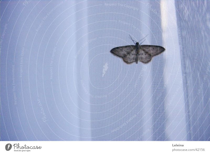 Nachtfalter Schmetterling Vorhang Voile Strukturen & Formen Motte