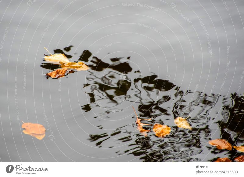 Auftauchen der Wassergeister Blätter Herbst Spiegelung Schatten Geister schwarz abstrakt Wassermann geheimnisvoll Reflexion & Spiegelung Wasseroberfläche ruhig