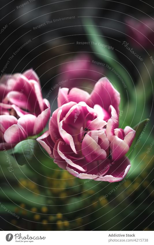 Blühende Tulpen mit angenehmem Duft Blumenstrauß Blüte natürlich Botanik Pflanze Aroma Blütenknospen zerknittert botanisch Wittern sanft Flora Blütenblatt