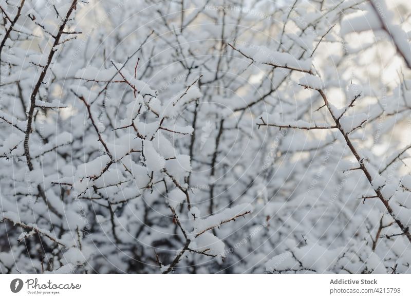 Baumzweige mit Schnee im Winterwald Zweig Natur Umwelt Wald Winterzeit vegetieren kalt Wetter unberührt wellig wachsen Wälder fluffig weiß braun Farbe malerisch