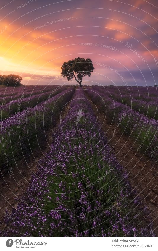 Einsamer Baum im Lavendelfeld bei Sonnenuntergang Feld einsam Silhouette Landschaft Blume malerisch Umwelt idyllisch duftig Flora Reihe farbenfroh Himmel