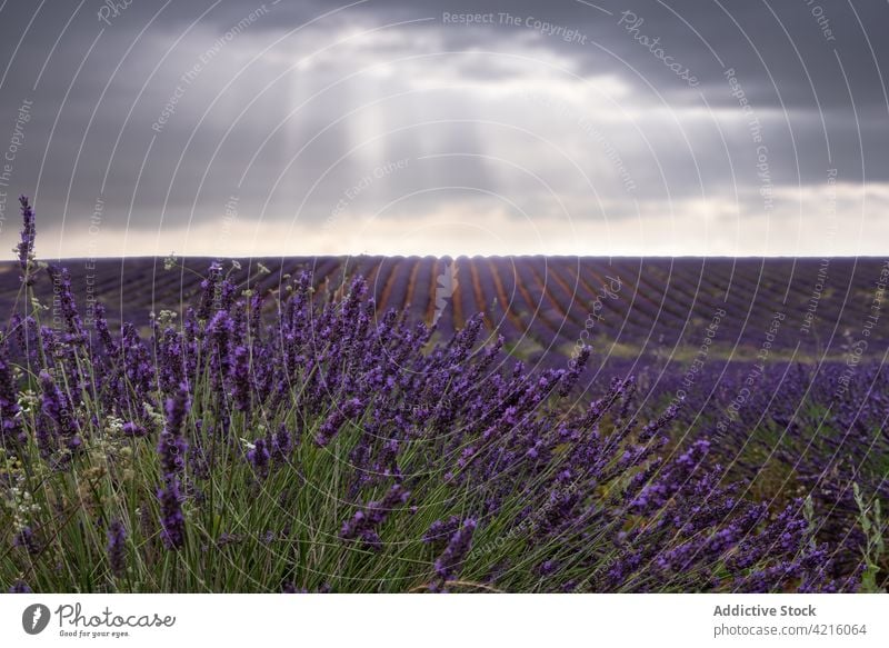 Lavendelfeld unter bewölktem Himmel Feld Reihe Blume purpur Gewitter Landschaft wolkig stürmisch Blütezeit Sommer Natur malerisch Wiese dramatisch Mysterium