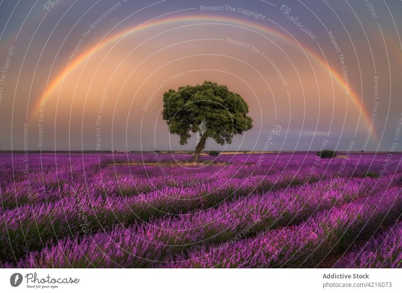 Schöner Regenbogen über Lavendelfeld am Abend Feld Baum Blume Sonnenuntergang Blütezeit Landschaft Umwelt Flora duftig frisch purpur Wachstum malerisch Natur