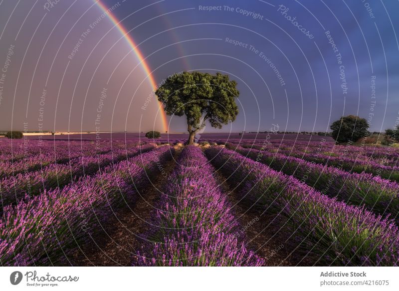 Schöner Regenbogen über Lavendelfeld am Abend Feld Baum Blume Blütezeit Landschaft Umwelt Flora duftig frisch purpur Wachstum malerisch Natur violett Pflanze