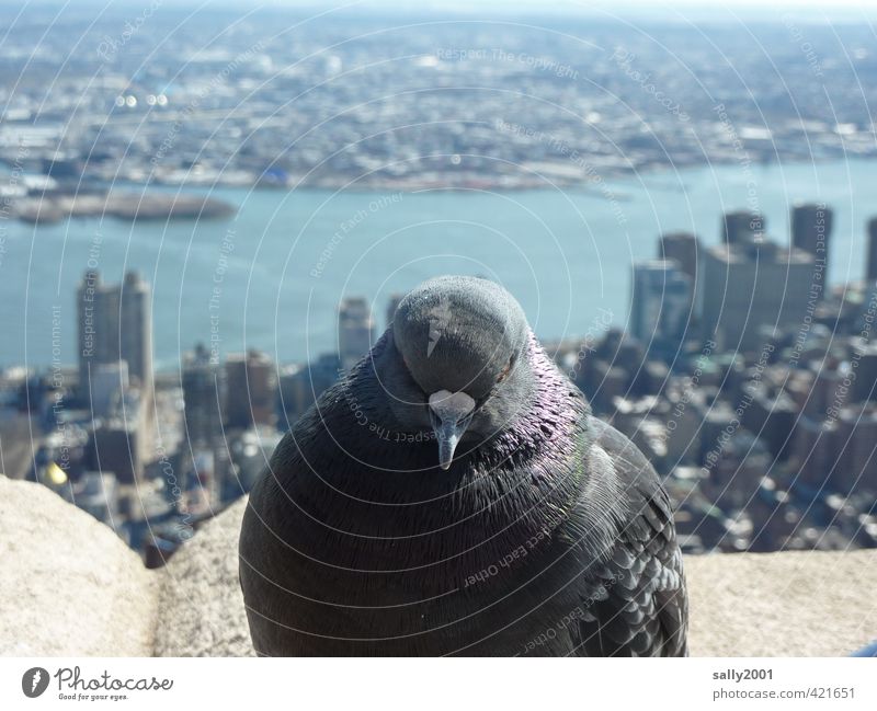 Skyline-Wächterin New York City USA Amerika Stadt Hochhaus Empire State Building Tier Vogel Taube 1 beobachten Erholung fliegen sitzen warten frei gigantisch