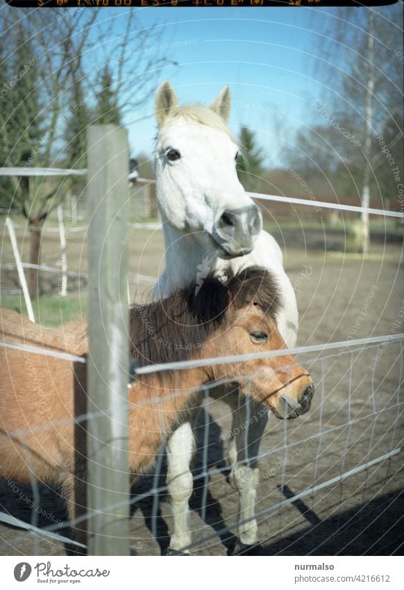 Getier pferd ponny Stufe koppel Biografie reiten reiterhof reiterferien mädchen pferderennen Fiel schimmel zaun reitsport tieraugen pferdedebulette pferdewurst