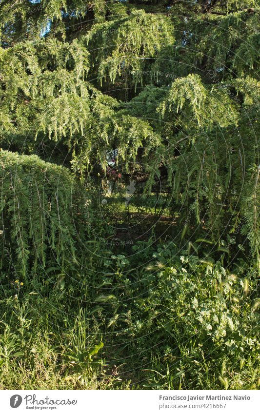 Garten mit Kiefernblätter und Zweige an einem sonnigen Tag Natur Immergrün Laubwerk Baum Blatt Wald Pflanze frisch Hintergrund Dekoration & Verzierung schön neu