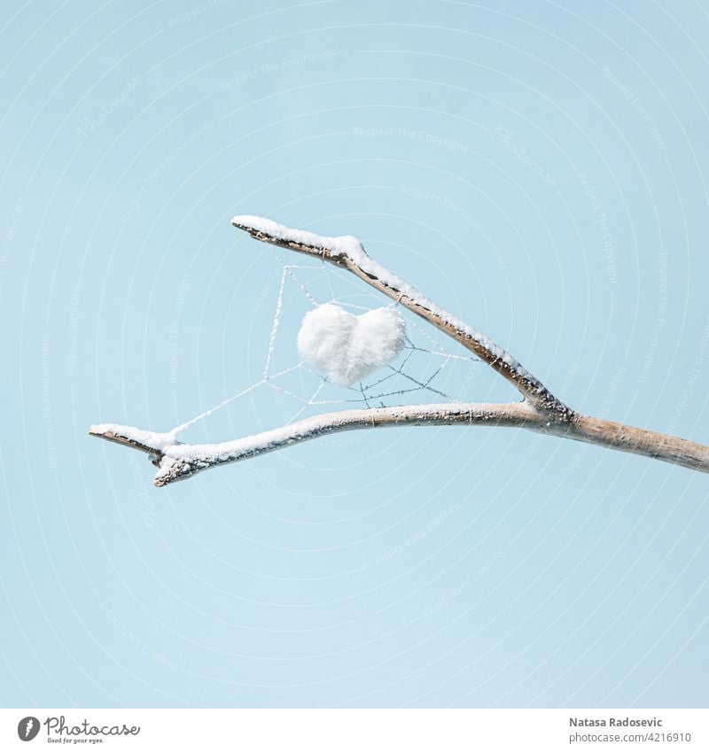 Ein weißes Herz in einem Spinnennetz auf einem mit Schnee bedeckten Zweig isoliert auf einem pastellblauen Hintergrund. Winter-Motiv. abstrakt Zeitgenosse
