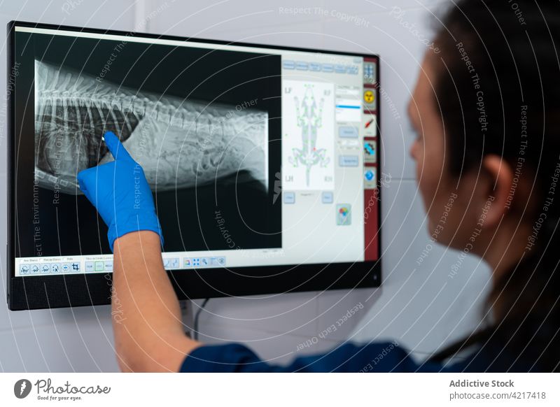 Nicht erkennbarer Tierarzt, der ein Röntgenbild eines Tierkörpers auf einem Bildschirm betrachtet Veterinär Computer Diagnostik Frau Klinik benutzend Apparatur