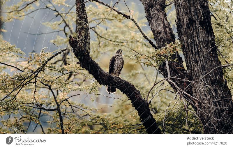 Falke sitzt auf einem Ast im Wald Bussard Vogel wild Baum Gefieder Lebensraum Ornithologie Wälder Tierwelt Fauna Natur Feder Raubtier Kreatur sitzen braun