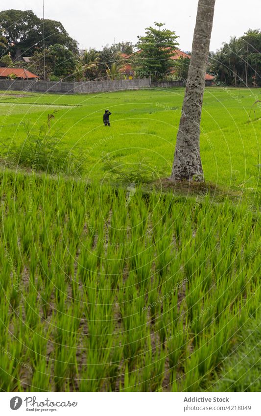 Entfernte Person steht auf einer üppigen Plantage in einem exotischen Land Schonung Feld tropisch pflanzlich malerisch Ackerbau Landschaft Botanik kultivieren