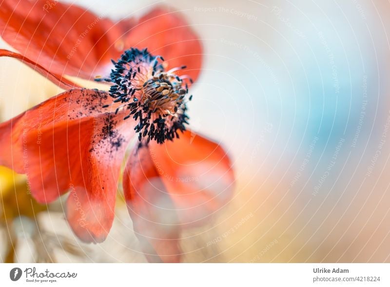 Zarte rote Blüte der Garten - Anemone Anemone coronaria Kronen-Anemone Windröschen Schwache Tiefenschärfe zart filigran elegant Wellness Design harmonisch