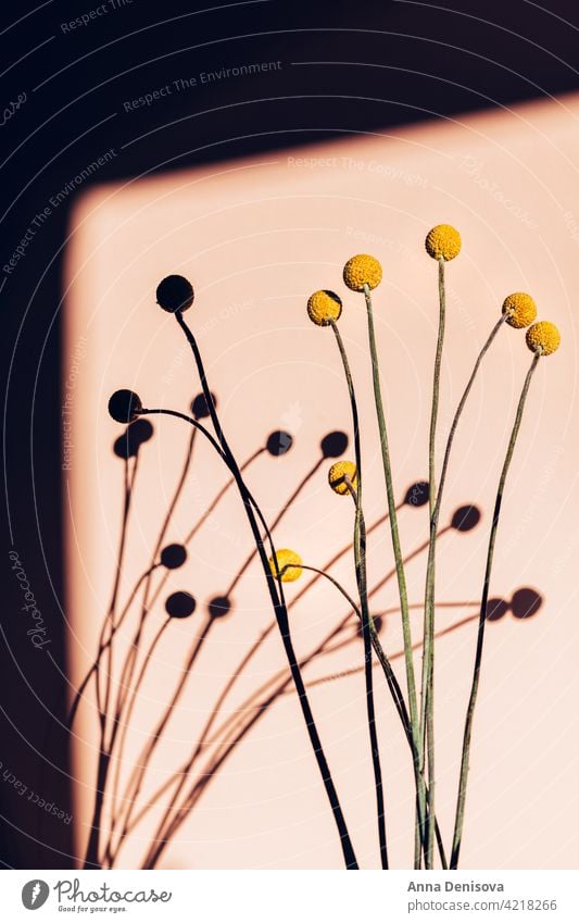 Craspedia globosa trockene Blumen Trockenblumen Billy-Knöpfe Blumenstrauß starker Schatten Sonne senfgelb Ball Bastelpapier Trommelstöcke Ewig trocken