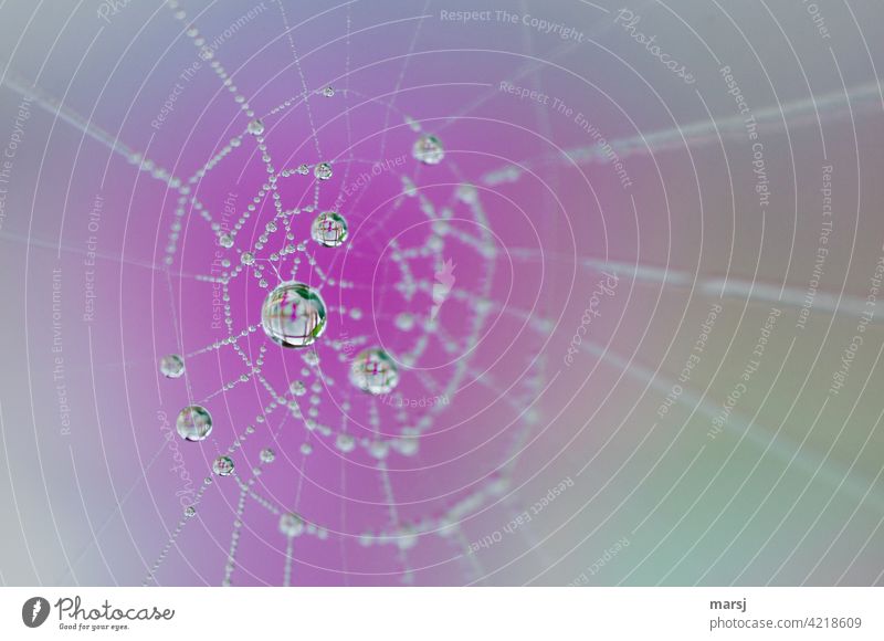 Tropfen auf Spinnennetz mit lila Hintergrund leuchten Wassertropfen Reflexion & Spiegelung geheimnisvoll Frühling Perlen Netzwerk Lupe Surrealismus elegant