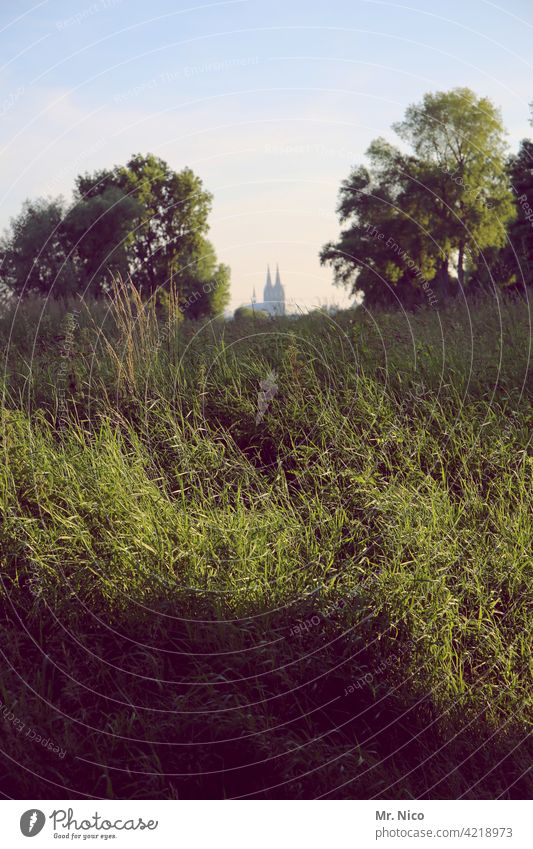 Großstadtdschungel Köln Himmel Natur Umwelt Sträucher Gras Pflanze Stadt Bauwerk Wahrzeichen Glaube Hoffnung grün wild Nordrhein-Westfalen Kölner Dom Wachstum