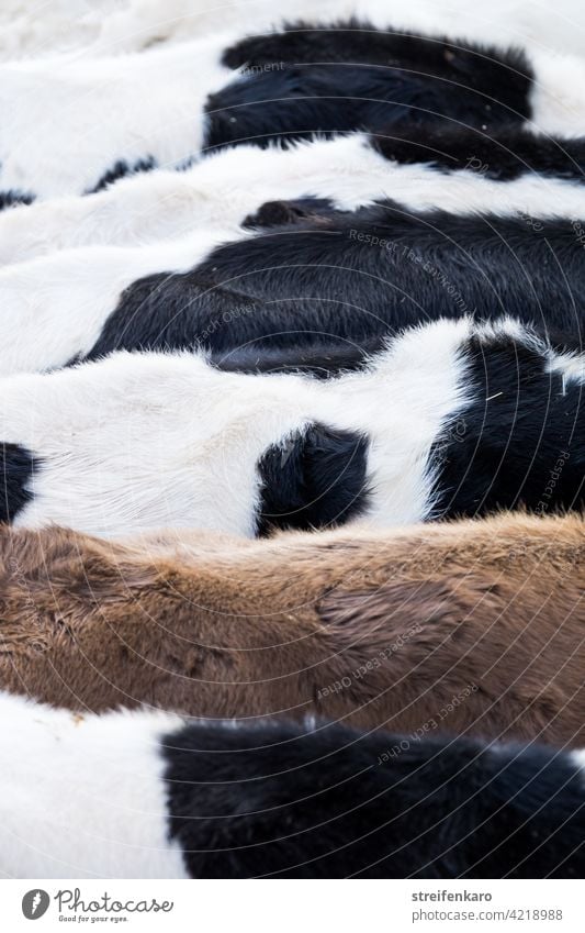 Dicht an dicht - ein Fell steht gedrängt neben dem anderen Kühe Kuh Rind schwarz-bunt braun Tiere Nutztiere Tierhaltung Landwirtschaft Ernährung Fleisch