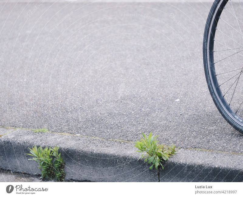 Grün aus dem Asphalt, dazu ein Fahrradhinterreifen grün Pflanze Natur Bürgersteig Bordkante Bordsteinkante Speichen Straße Verkehrswege grau