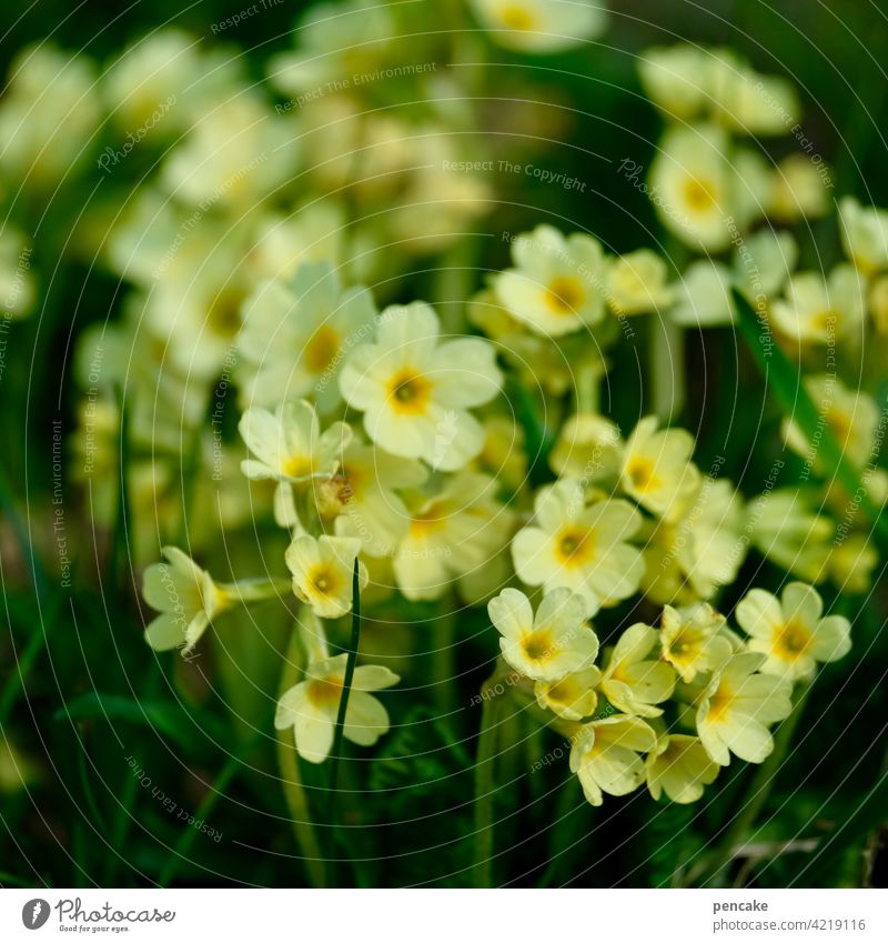 schlüsselblume Pflanze Blume Wildblume Blüte gelb Frühling Naturschutz geschützt geschützte Art Schlüsselblume Nahaufnahme Blütenblatt Detailaufnahme