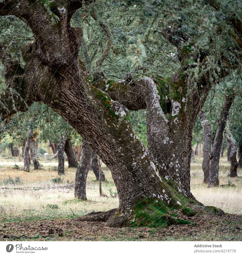 Alter Steineichenwald (Quercus ilex) an einem nebligen Tag mit hundert Jahre alten Bäumen, Zamora, Spanien. Majadas las majadas Halligen Eiche Wald Landschaft