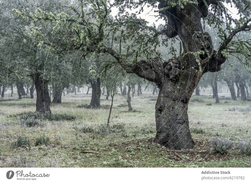 Alter Steineichenwald (Quercus ilex) an einem nebligen Tag mit hundert Jahre alten Bäumen, Zamora, Spanien. Majadas las majadas Halligen Eiche Wald Landschaft