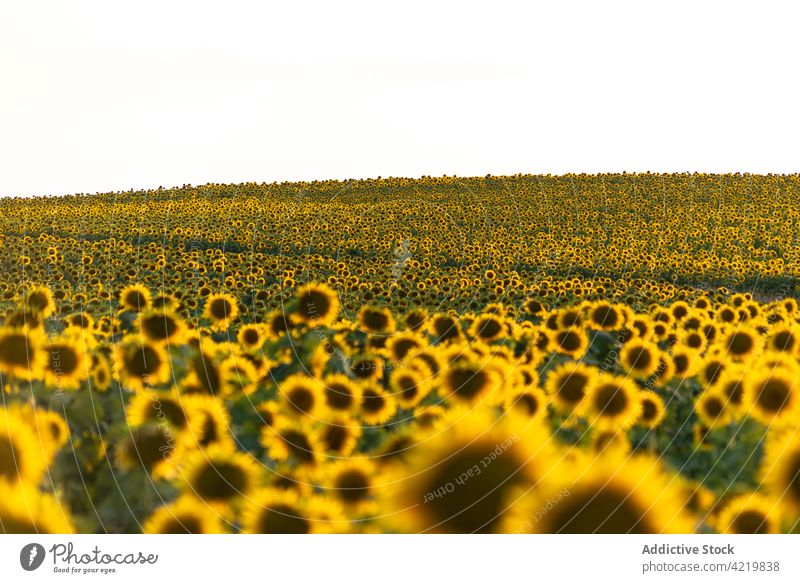 Blühende Sonnenblumen im Sommerfeld Feld Blütezeit gelb Landschaft Natur Ackerbau Umwelt Blume malerisch riesig ländlich Saison Pflanze Bauernhof Flora Wachstum