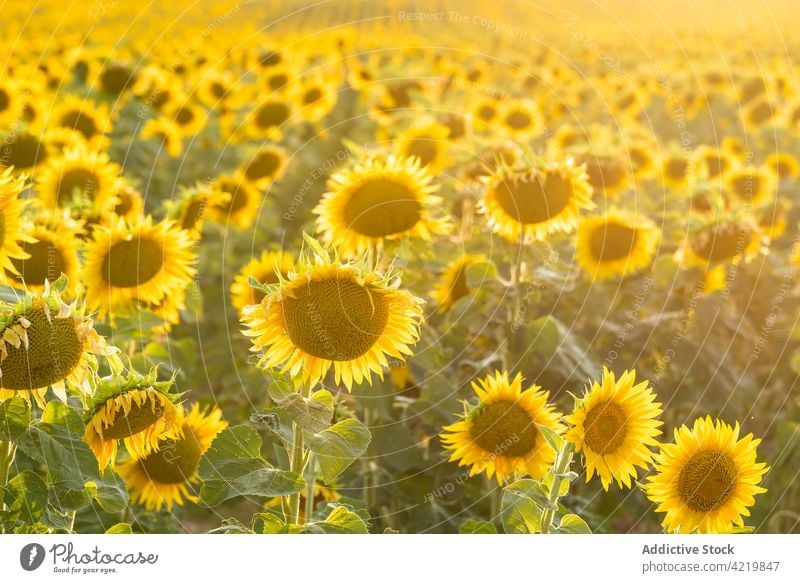 Blühende Sonnenblumen im Sommerfeld Feld Blütezeit gelb Landschaft Natur Ackerbau Umwelt Blume malerisch riesig ländlich Saison Pflanze Bauernhof Flora Wachstum